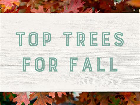 Top Trees For Fall Color In North Texas 2019 Edition