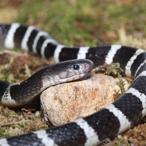 Protocols For The Assembly And Annotation Of Snake Genomes