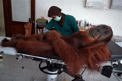 Orangutans Endangered In Indonesia Time
