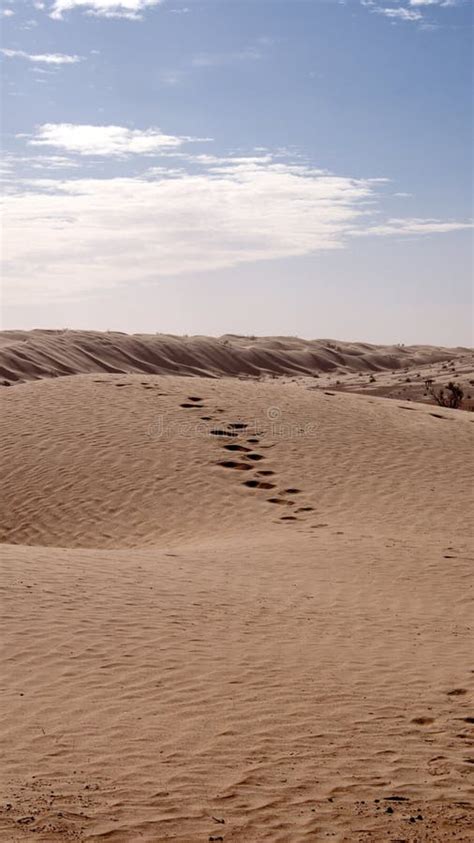 Camel Tracks On A Dune In The Sahara Desert Stock Photo Image Of
