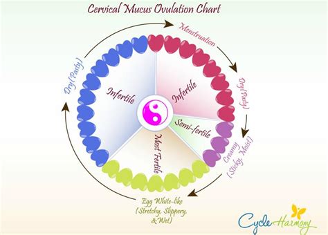 Ovulation Chart Cycle Harmony