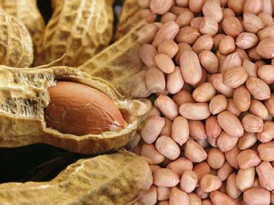 Kacang tanah memang menjadi komoditas yang tidak boleh dipandang sebelah mata ya lur, jika hasilnya maksimal, tentu kualitas kacang tanah bagus dan. Khasiat Dan Kebaikan Kacang Tanah
