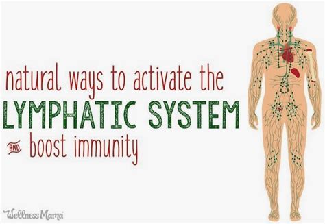 Pin By Susannagakame On Health Lymphatic System Healthy Lymphatic
