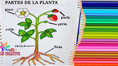 Partes De La Planta Ciencias Naturales Para Escolares Parts Of The Plant Youtube