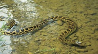 Anaconda | reptile | Britannica