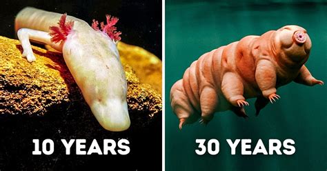 13 Animals That Can Survive Without Food The Longest Bright Side