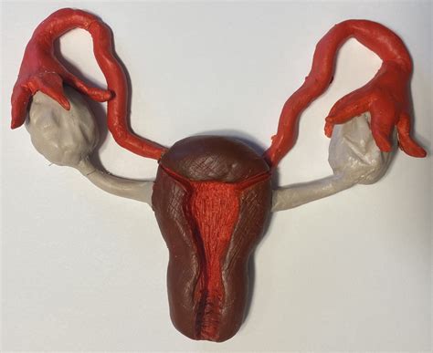 Reproductive System Diagram Female Anatomy Front View Clone Of Female Reproduction System