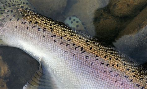 Adipose Fins Are Meant To Be Trout Unlimited