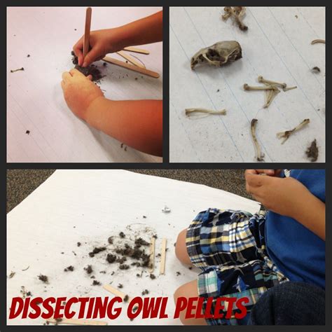 Kindergarten Owl Unit Dissecting Owl Pellets Owl Pellets Inquiry