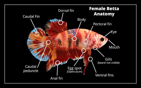 Female Betta Fish Anatomy All You Need To Know