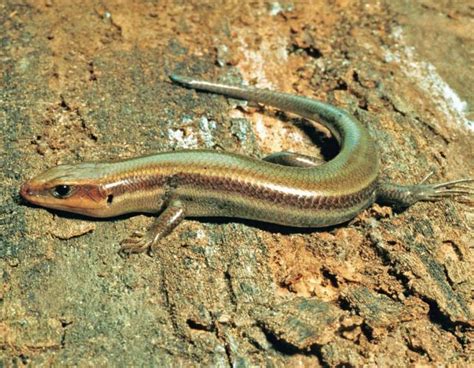Common Five Lined Skink Missouri Department Of Conservation