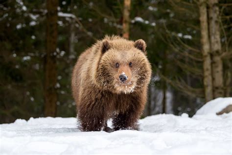 Wild Brown Bear Cub Closeup Stock Photo Image Of Arctos Outdoor