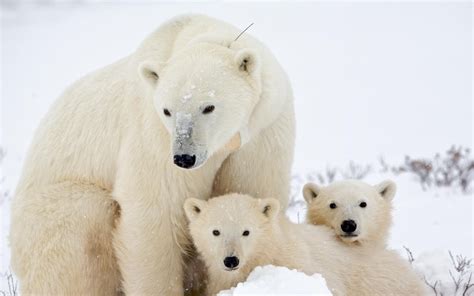 Polar Bears Cute Baby Animal Wallpapers Hd Desktop