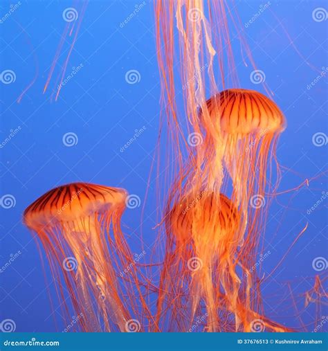 Three Jellyfish In The Aquarium Stock Image Image Of Jellyfish Life