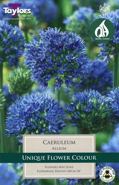 Allium Caeruleum Merryhatton Garden Centre
