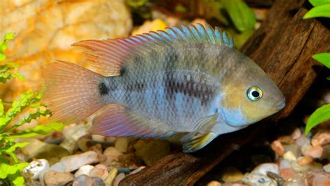 Red Terror Cichlid Care Guide Look Size Age And All 2024