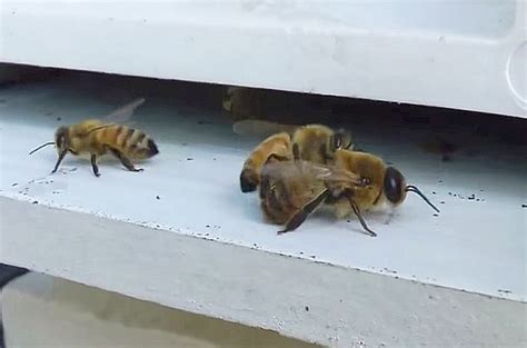 Worker Bees Kill Drones Drone Hd Wallpaper Regimageorg
