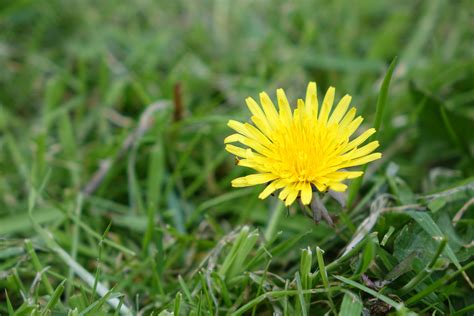 Blooming yellow dandelion flowers in the warm sun on a background of green lawn background. Identifying 9 Common Lawn Weeds