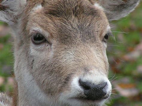 Kostenlose Foto Natur Tier Tierwelt Hirsch Frühling Säugetier