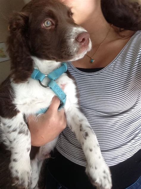 They make excellent family companions and are proven performers in the filed. English Springer Spaniel Puppies For Sale | Minneapolis ...