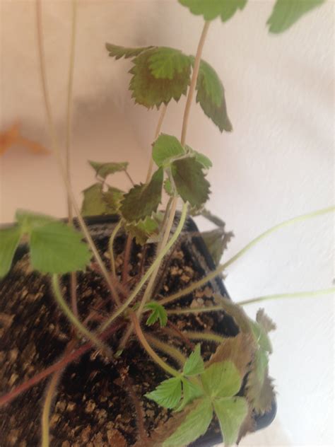 If your raspberries are developing yellow leaves in the middle of summer, it's likely to be a deficiency in nutrients so it would be an excellent idea to top dress them raspberries do not like wet conditions and if the soil is very heavy this can also cause the leaves to yellow and then they are likely to wilt. diagnosis - Why are my indoor strawberry's leaves turning ...