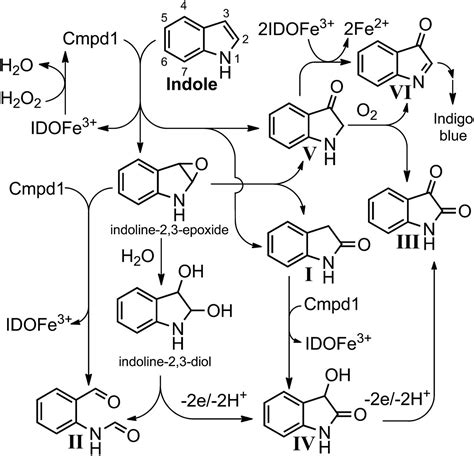 Indole Peroxygenase Activity Of Indoleamine 2 3 Dioxygenase PNAS