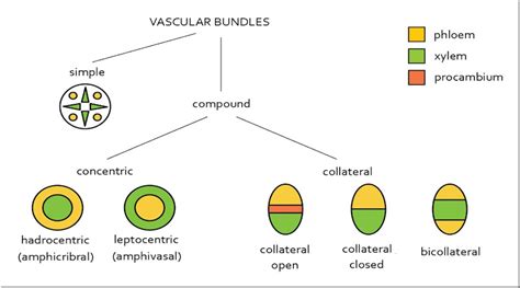 Types Of Vascular Bundles In Plants