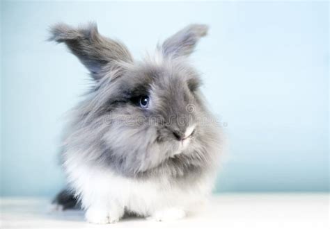 A Fluffy Lionhead Rabbit With Blue Eyes Stock Image Image Of Animal