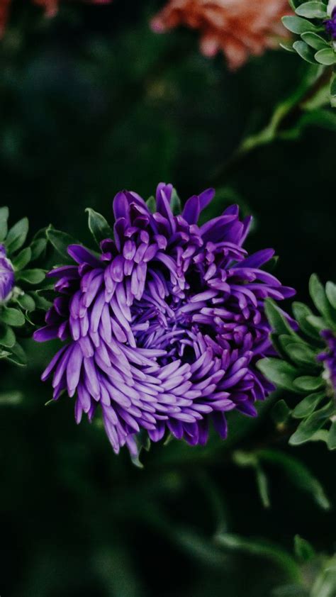 Purple Flower Chrysanthemums Bloom 1080x1920 Wallpaper Purple