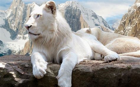 White Lion Pets