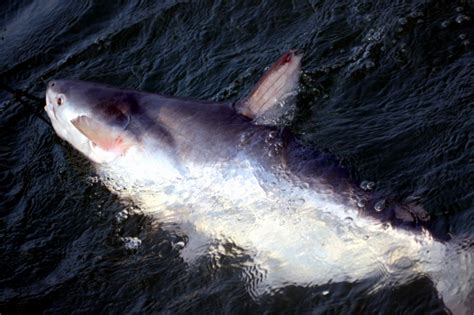 Mekong Giant Catfish Ocean Treasures Memorial Library