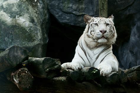Big White Tiger Hd Hd Animals 4k Wallpapers Images Backgrounds