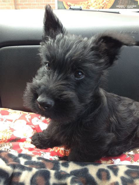 Pin By Faith Nally Zantjer On Adorable Scottish Terrier Puppy