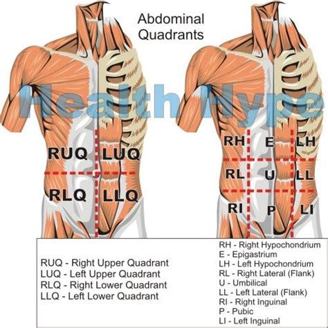 It does not matter how the body being described is oriented, the terms are used as if it is in anatomical position. Intestinal Pain Location (Upper and Lower), Symptoms, Causes | Healthhype.com