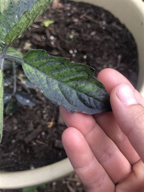 Tomato Leaves Turning Black Whats Happening Here Has Anyone Seen This