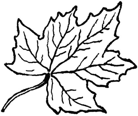 Free Leaf Clipart Black And White Download Free Clip Art Free Clip