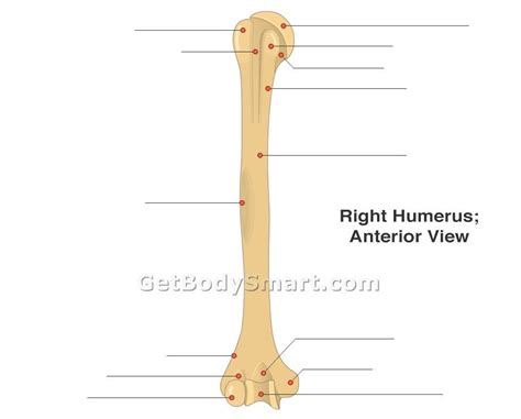 It becomes ossified late in adult development. Right Anterior Humerus Bone Print Page: Unlabeled Diagram ...