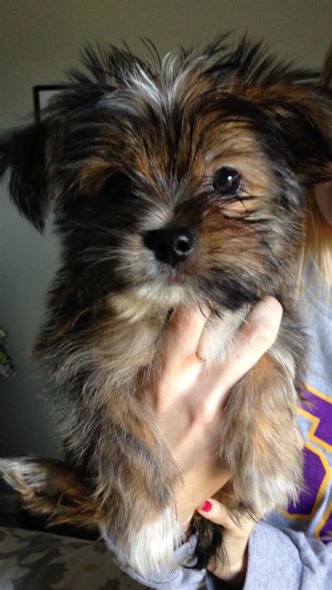 I Have A Dog Named Maggie And She Is A Shih Tzu Crossed With A Yorkie