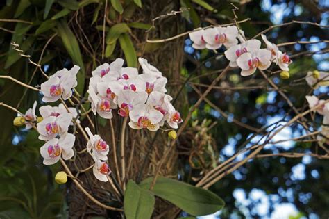 Matching orchids with tree hosts. How to Grow and Care for Mounted Orchids