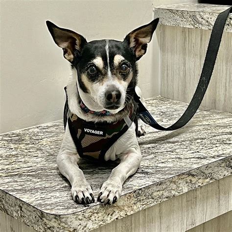Chihuahua Rat Terrier Mix The Ultimate Guide 2023 Myk9life