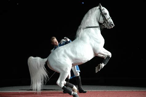 Lipizzaner Performing The Levade Horses Lipizzan White Horses