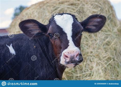 Portrait Of Cute Little Calf Against Hay Nursery On A Farm Stock Image