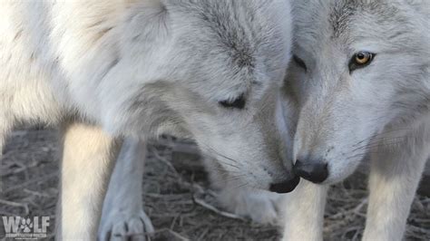 Wolf Conservation Center On Twitter Wolf Conservation Center Wolf