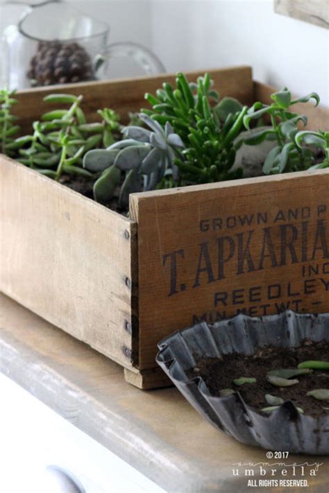 Create A Gorgeous Diy Vintage Crate Succulent Garden Youll Cherish