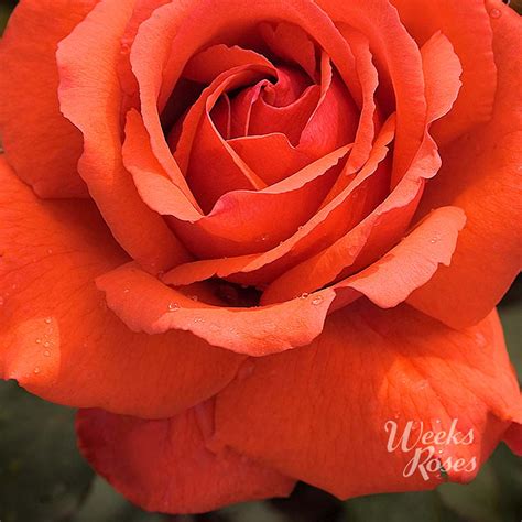 Rosa Fragrant Cloud Roses Arts Nursery Ltd