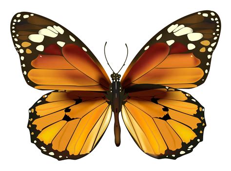 Yellow Butterfly Png Clipart Clipart Best Clipart Best