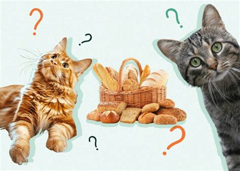 Can Cats Eat Bread Vet Approved Facts And Faq Catster