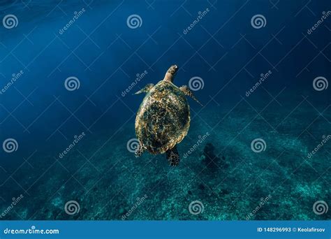sea turtle swim in blue ocean green sea turtle stock image image of exotic marine 148296993