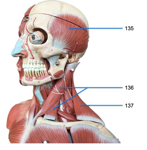 Muscle Of The Head Lateral View Ii Diagram Quizlet