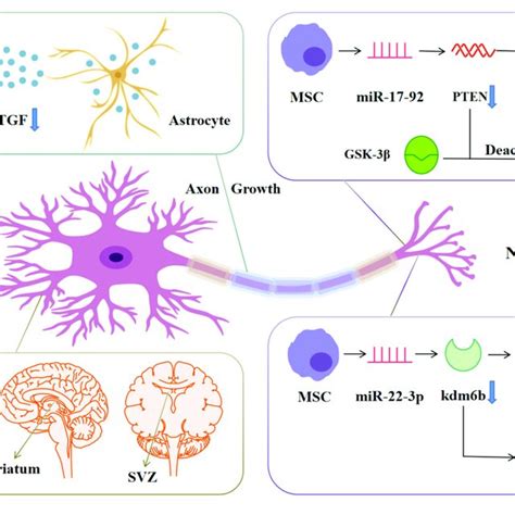 MiRNA Regulates Pathophysiology Of Ischemic Stroke Download Scientific Diagram